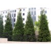 Unbranded 25 Green Giant trees 2.5" pot Arborvitae Thuja plicata