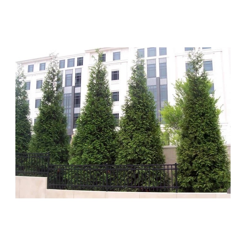 Unbranded 25 Green Giant trees 2.5" pot Arborvitae Thuja plicata