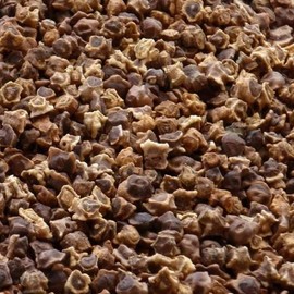 Sugar Beets Seed (10 Lbs.)