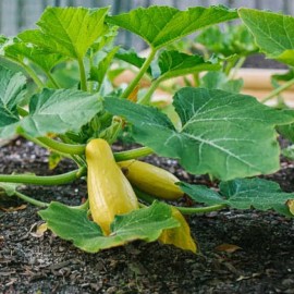 Southeast Seeds Prolific Straightneck Summer Squash Seeds, NON-GMO, FREE SHIPPING - 30 Seeds