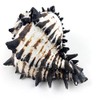 Heyiwell 1PC Black Murex Sea Shells,Large Black Murex Hermit Crab