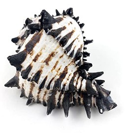 Heyiwell 1PC Black Murex Sea Shells,Large Black Murex Hermit Crab Shells for DIY Beach Theme Party Home Decor 5"~5.5" Inch