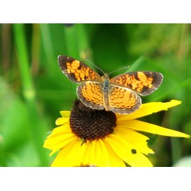 Dirt Goddess Super Seed Black Eyed Susan Non GMO Rudbeckia hirta (1/4 Lb)