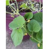 Unbranded PLUM GRANNY Melon-HEIRLOOM
