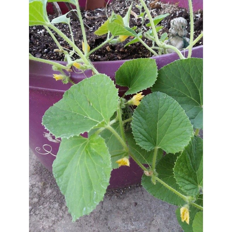 Unbranded PLUM GRANNY Melon-HEIRLOOM