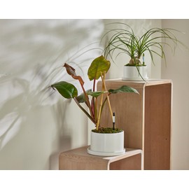 IPPINKA Sustee Aquameter - Pequeño - Negro - Paquete de 4 - Medidor de humedad del piso sin dejar en macetas - Sensor de agua vegetal - Recargable