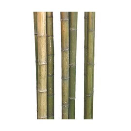 Bamboo Pole 180 cm with Thick Diameter 7-8 cm Natural Green to Brown-Yellow 1.8 m Bamboo Cane, XL