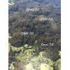 Wild crafted Sea Moss (Irish moss) from the pristine Caribbean