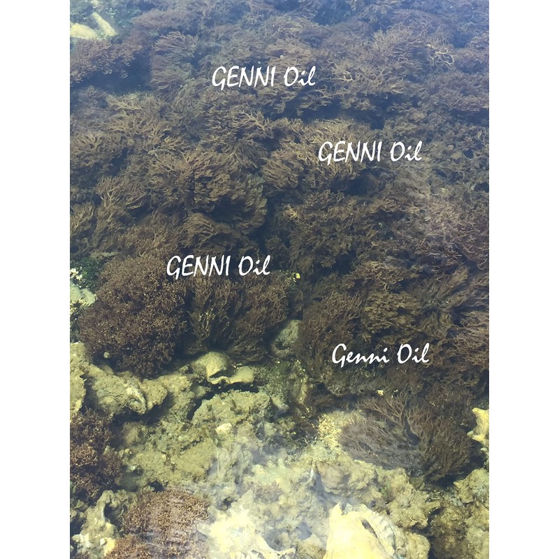 Wild crafted Sea Moss (Irish moss) from the pristine Caribbean