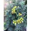 Dylman Gardens Rue Plant With Pot 7” Ruta graveolens Herb
