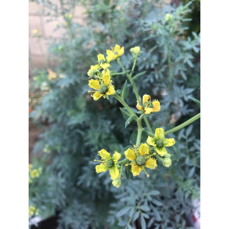 Dylman Gardens Rue Plant With Pot 7” Ruta graveolens Herb