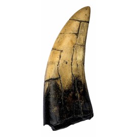 DINOSAURS ROCK T-Rex - Tyrannosaurus Rex Dinosaur Tooth Replica