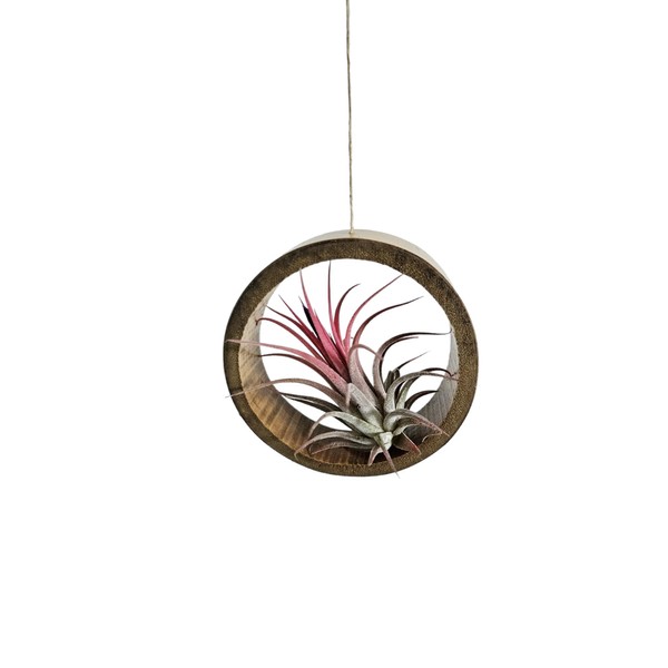 It Blooms 3 Piece Bamboo Air Plant Rings - Hang