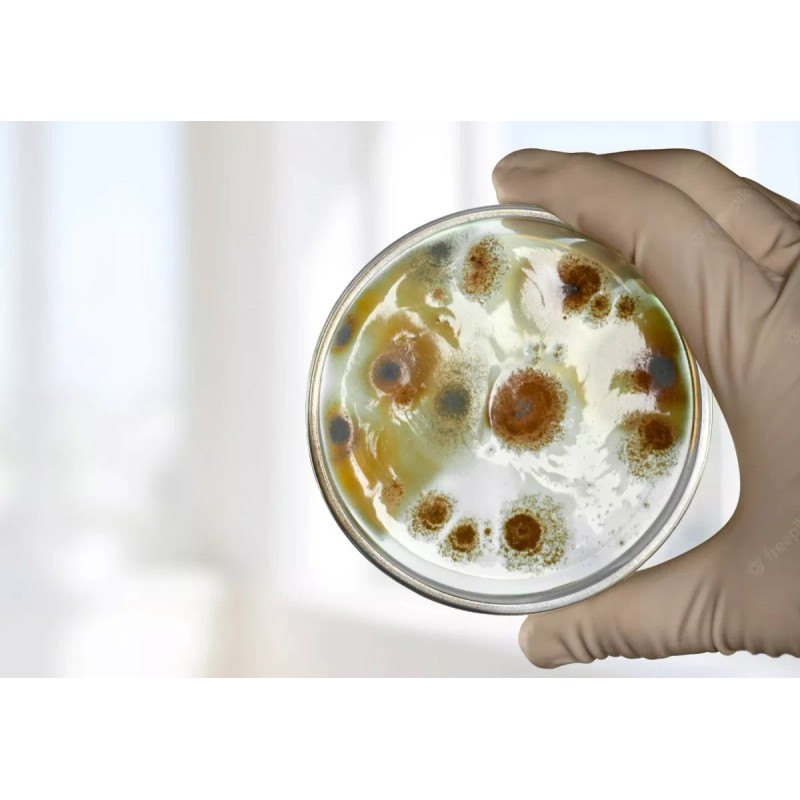 Plastic World Caja Petri De Plastico Esteri 90 X 15