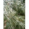 Maine Forest & Farm 4oz MAINE DRIED EASTERN WHITE PINE