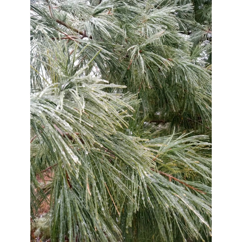Maine Forest & Farm 4oz MAINE DRIED EASTERN WHITE PINE