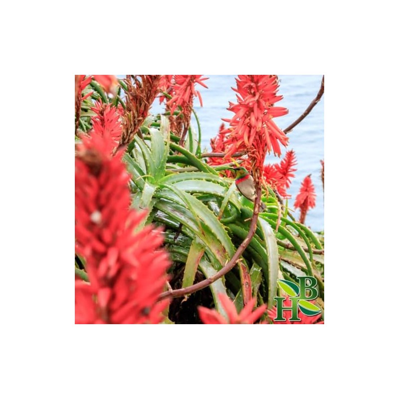 Herb To Body Cape Aloe Powder – 4 oz, Wildcrafted