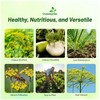 Outsidepride 1 oz. Annual Foeniculum Vulgare Fennel Herb Garden Seeds