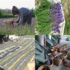 TooGet French Lavender Bud Top Grade Dried Lavender Flower 100%
