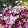12+ Bulbs Purple Shamrocks Oxalis Triangularis Lucky Lovely Flowers Bulbs