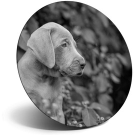 Destination Vinyl ltd Magnet for Refrigerator, Fridge BW - Weimaraner Puppy Dog Cute Pet Animal for Office, Cabinet and Whiteboard, Magnetic Stickers, 43753