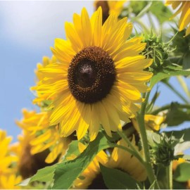 Nygardenia 50pcs Multi-Headed Sunflower Seeds for Planting- Rare and Stunning Garden Blooms