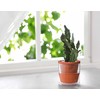 D'vine Dev 4 Inch Design Self Watering Planter for Indoor