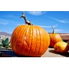 CZ Grain 20 Big Max Pumpkin Seeds for Planting -