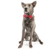 Huxley & Kent Pet Bow Tie for Dogs & Cats