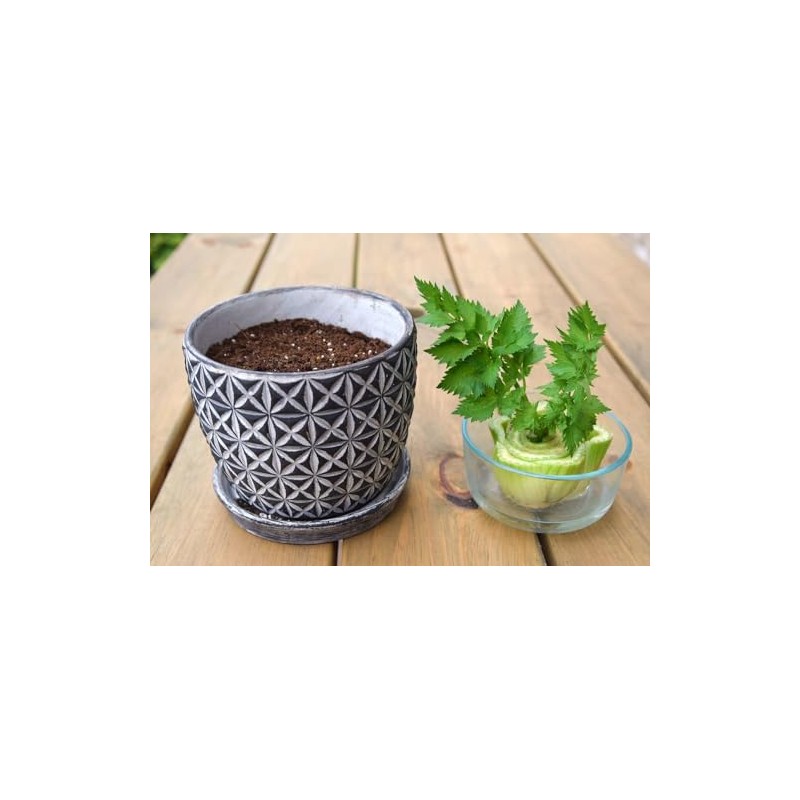 Gardenera Premium Potting Soil Blend for Celery - The Ultimate