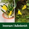 Garsum 42 Traps Sticky Houseplant Traps Gnat Yellow Insect Trap