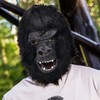 PartyHop Chimpanzee Monkey Chimp Head Mask Black Animal Latex Full
