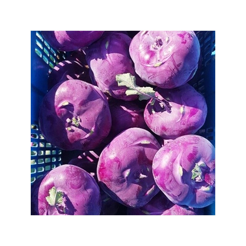 Domestic crunchy seasonal kohlrabi special 5kg / 국내산 아삭아삭 제철