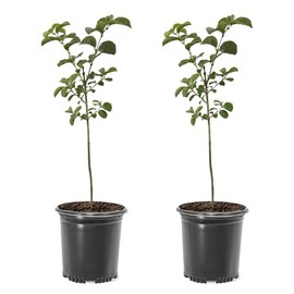 Chinese Fringe Tree, Delicate White Blossoms, 1 gal. Nursery Pot, 18-24 inches (Due to Agricultural Laws, we Cannot Ship to CA, AZ, AK, or HI), White, Green, 2 Trees