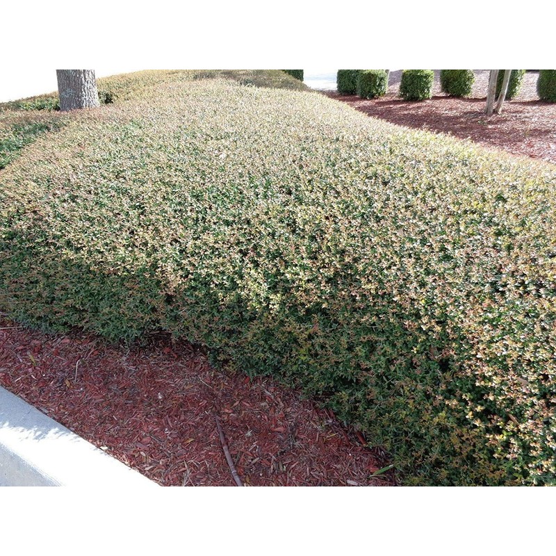 Dwarf Yaupon Holly | Ilex Schilling Stokes Vomitoria | 20