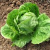 TomorrowSeeds - Crisphead Iceberg Lettuce Seeds - 1500+ Count Packet