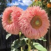ZEshops 50pcs Pink Giant Teddy Bear Sunflower Seeds Fluffy Double
