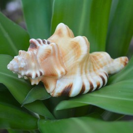 Very Rare Ganesh Conch, Lord Ganesh Shankh for Pooja, Shri Laxmi Shankh, Non Blowing Conch (4" Inch)