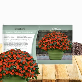 Outsidepride Beacon Orange Impatiens Flower Seeds - 25 Pcs Annual, Compact & Pollinator Friendly, Impatiens Seeds for Planting w/Vibrant, Abundant Blooms for Shade Gardens & Container Displays