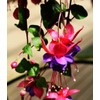 Fuchsia Flower Seeds Perennial Home Plant Bonsai 100 Pcs Seeds