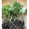 Pennywort 15 PCs Live Plant Bare Root Gotu Kola Ready