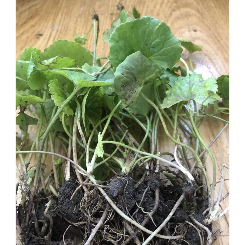Pennywort 15 PCs Live Plant Bare Root Gotu Kola Ready