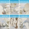NEW HORIZON Female Pelvis Skeleton On Elastic with Movable Femur
