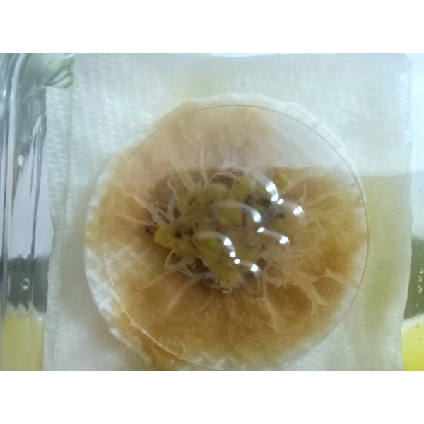 Unbranded Large CLEAN Grindal worm Culture. NO DIRT, 5 Layer