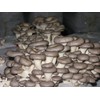 KIRA SEEDS - Oyster Mushrooms Spores - Heirloom Vegetable -