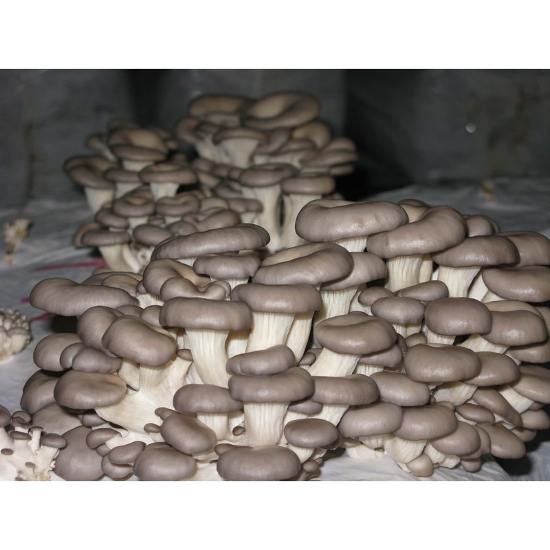 KIRA SEEDS - Oyster Mushrooms Spores - Heirloom Vegetable -