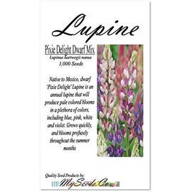 Big Pack - (1,000) Lupine Dwarf ‘Pixie Delight’ Lupine Seeds - Lupinus hartwegii nanus - Shades of Blue, Pink, White and Violet - Big Pack Seeds by MySeeds.Co (Big Pack - Dwarf Lupine)