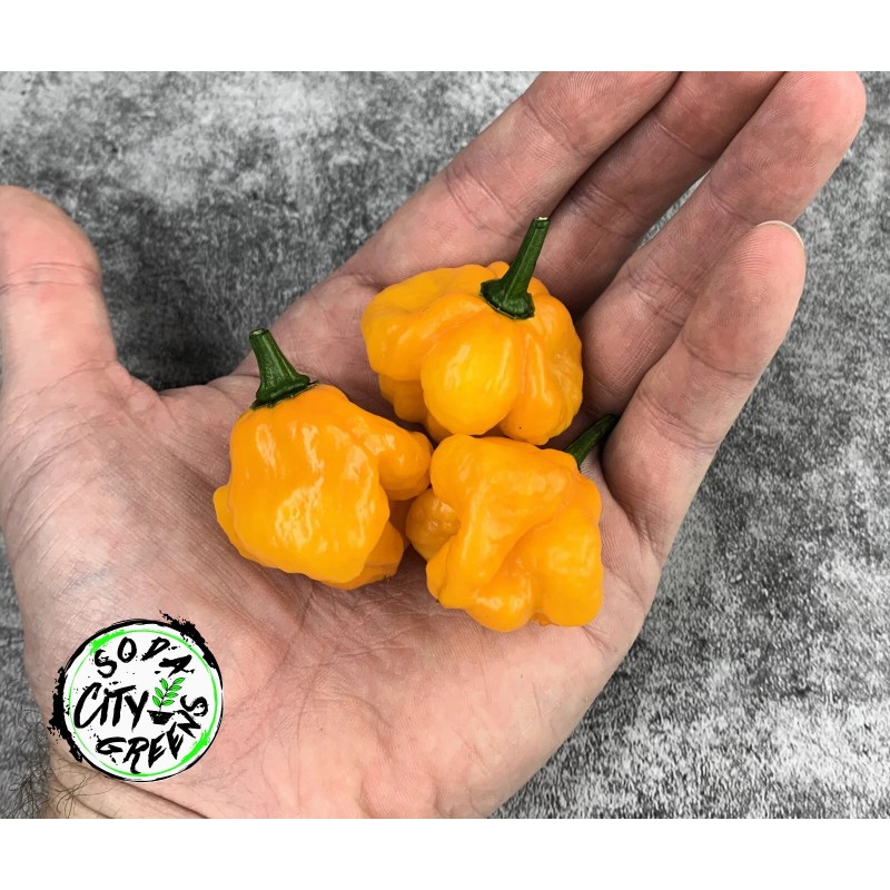Soda City Greens MOA Scotch Bonnet Pepper Seeds 10+