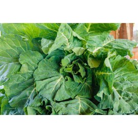 SCARBOROUGH SEEDS 500 COLLARD GREENS SEEDS, GEORGIA SOUTHERN, HEIRLOOM