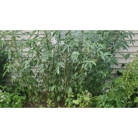 Inherited seeds Gongura Green Stem/Indianan sorrel/Pulicha